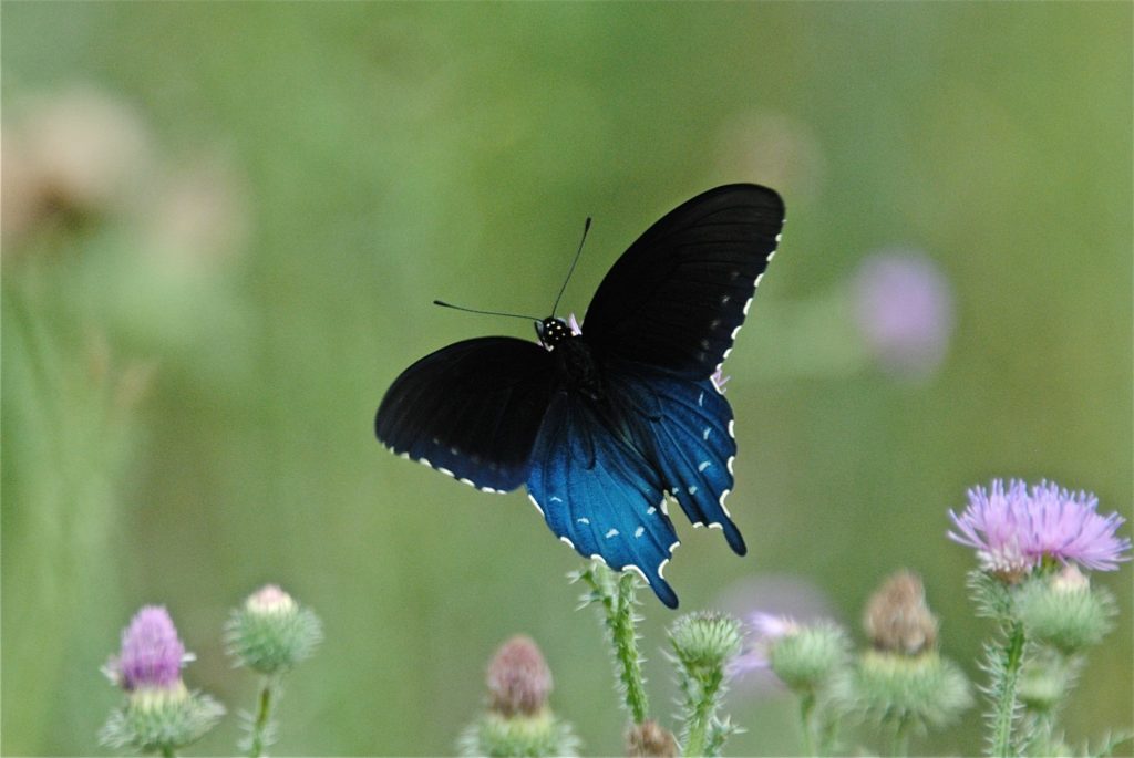Closeup photo of a Pipevine Swallowtail by Kendal resident, Gene Shelar