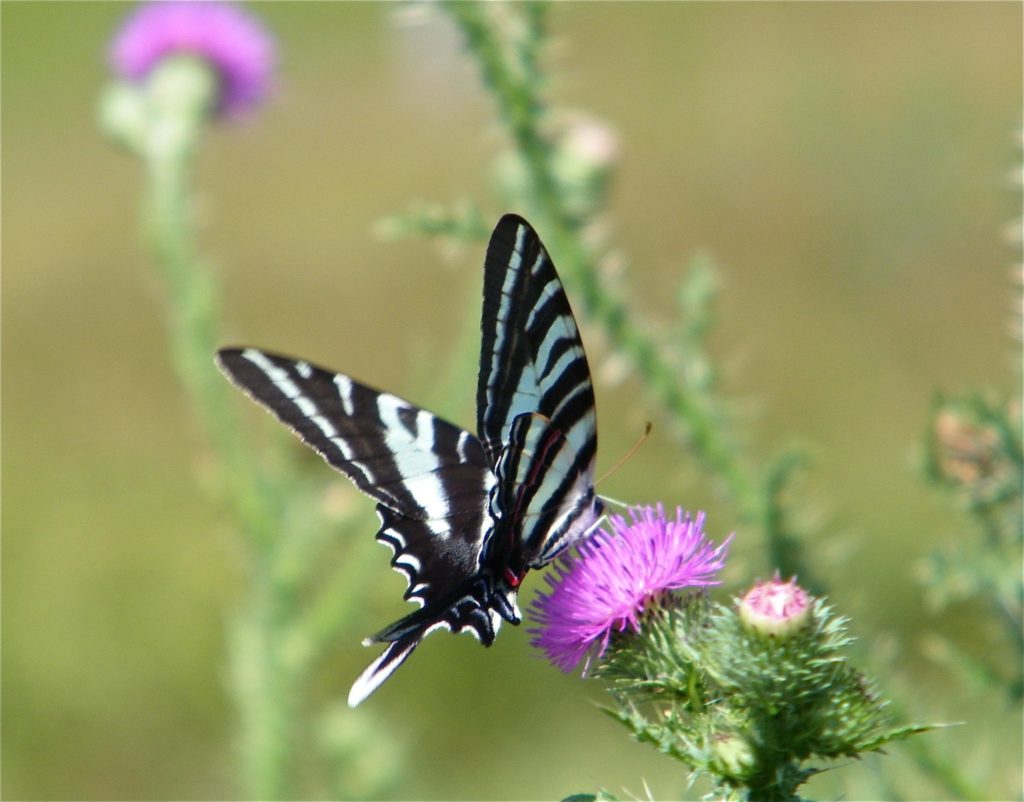 Zebra Swallowtail photo by Kendal resident, Gene Shelar