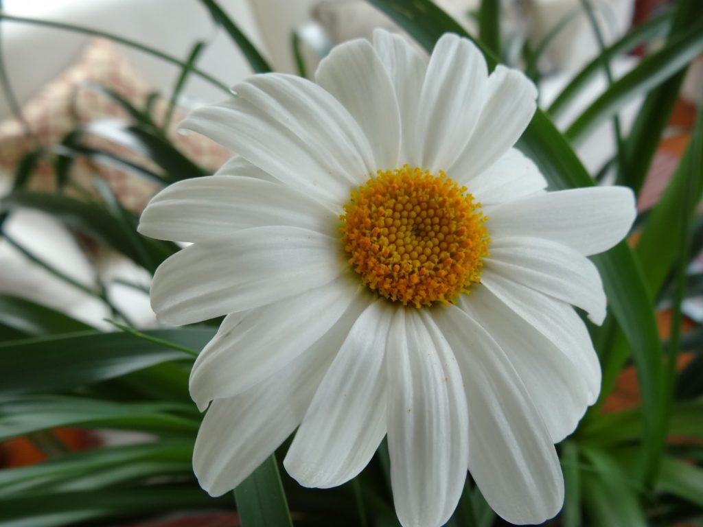 closeup photo of a daisy by Patricia MacDonald