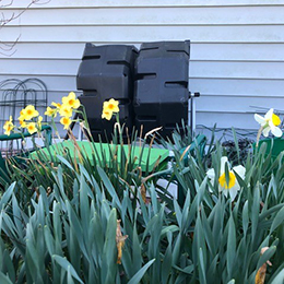 Spring flowers and compost bin otside of resident's cottage