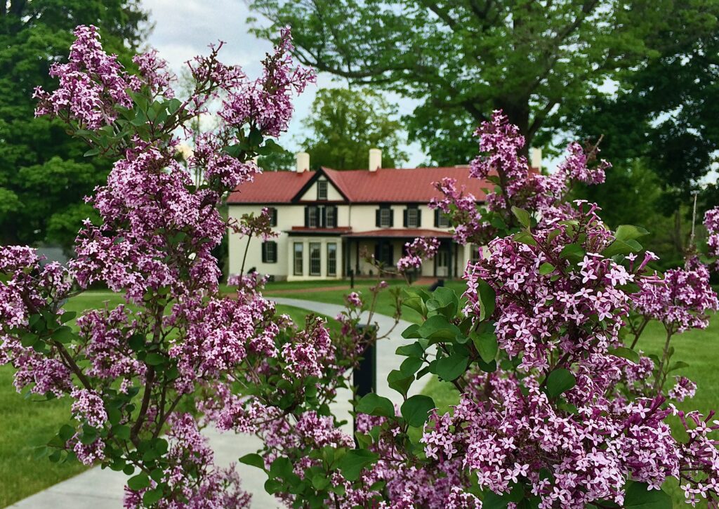 purple flower sunnyside house