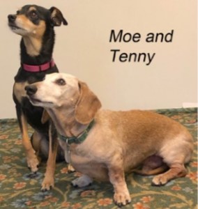 Two cute dogs, Moe and Tenny, pose for a photo at Kendal at Lexington 